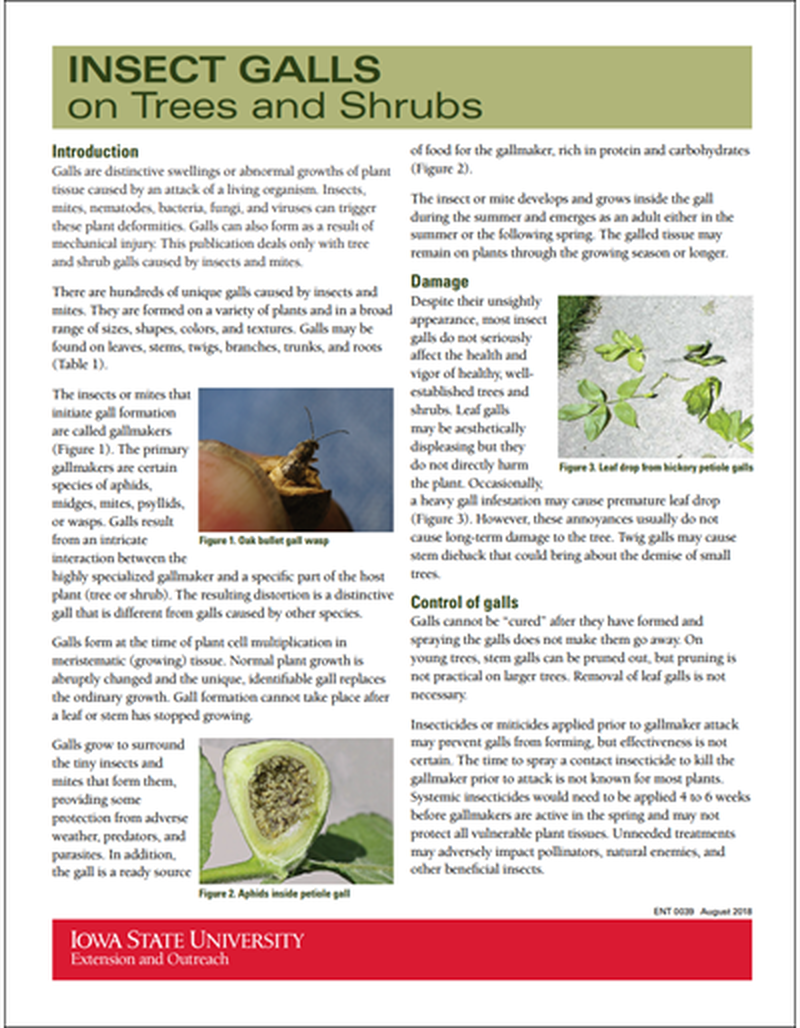 Insect Galls on Trees and Shrubs image number 0