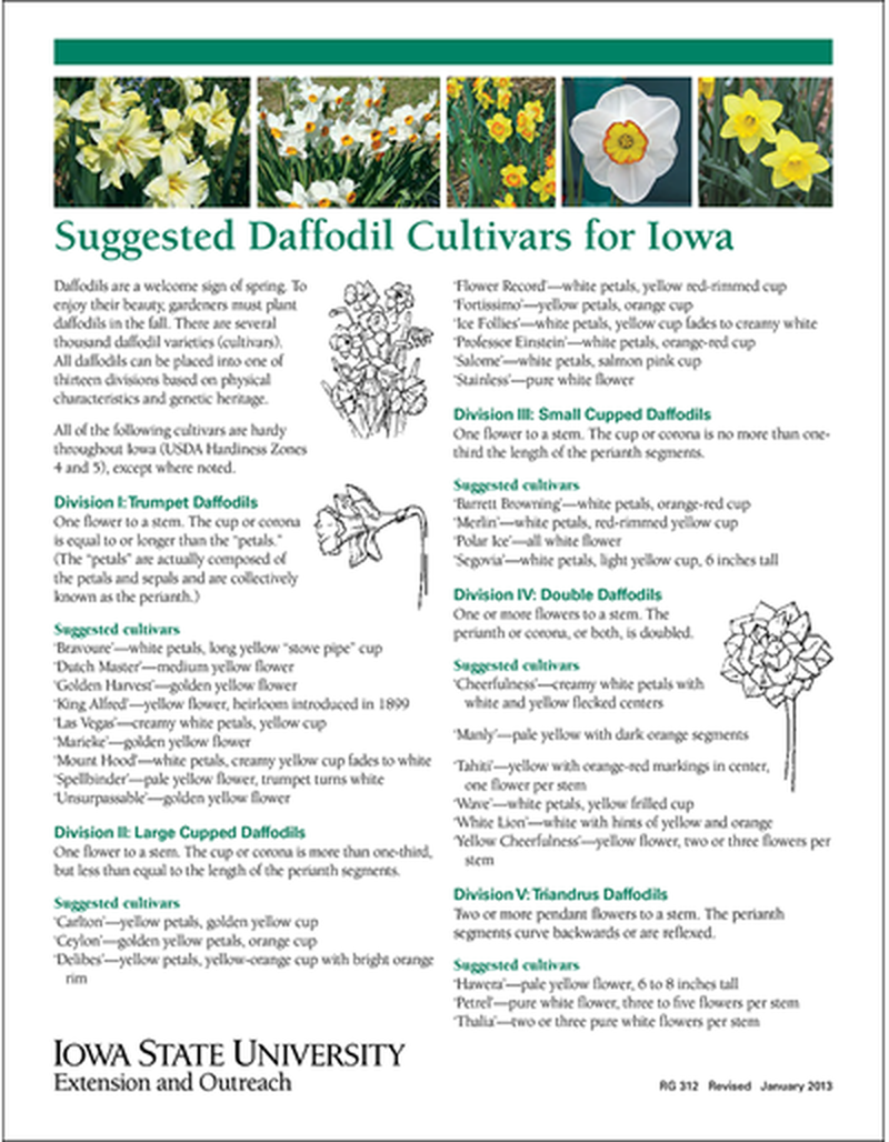 Suggested Daffodil Cultivars for Iowa image number 0