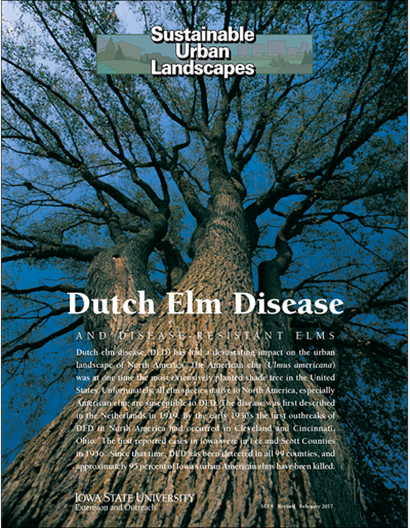Dutch Elm Disease and Disease-Resistant Elms -- Sustainable Urban Landscapes image number 0
