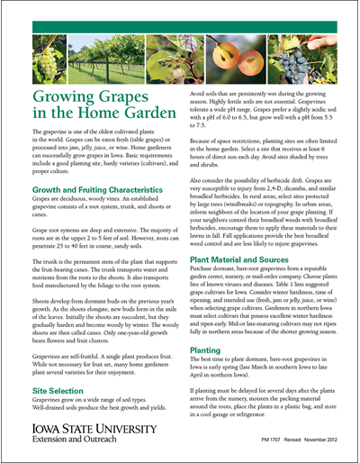 Growing Grapes in the Home Garden