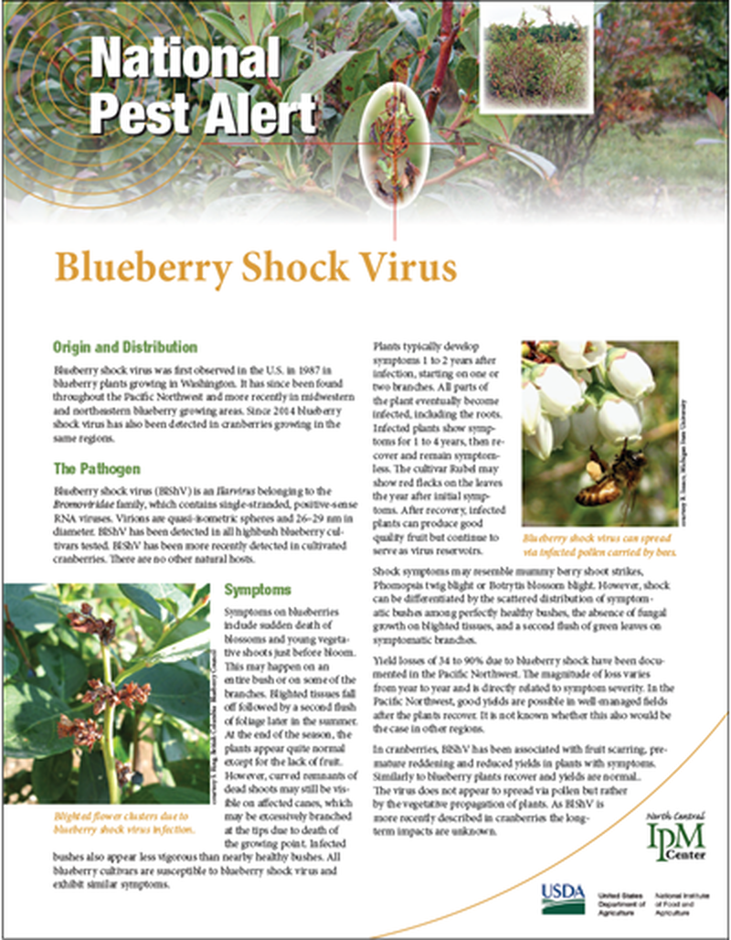 National Pest Alert - Blueberry Shock Virus (Unit=50) image number 0