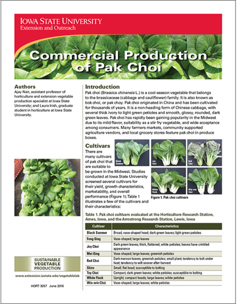 Commercial Production of Pak Choi image number 0