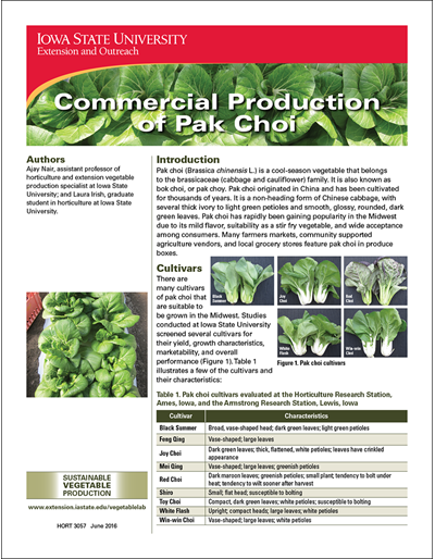 Commercial Production of Pak Choi