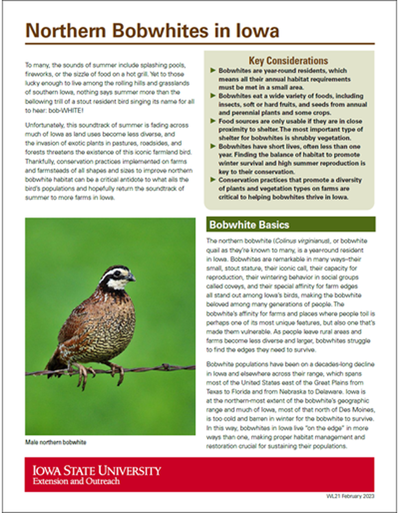 Northern Bobwhites in Iowa image number 0