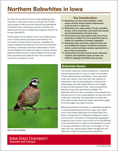 Northern Bobwhites in Iowa