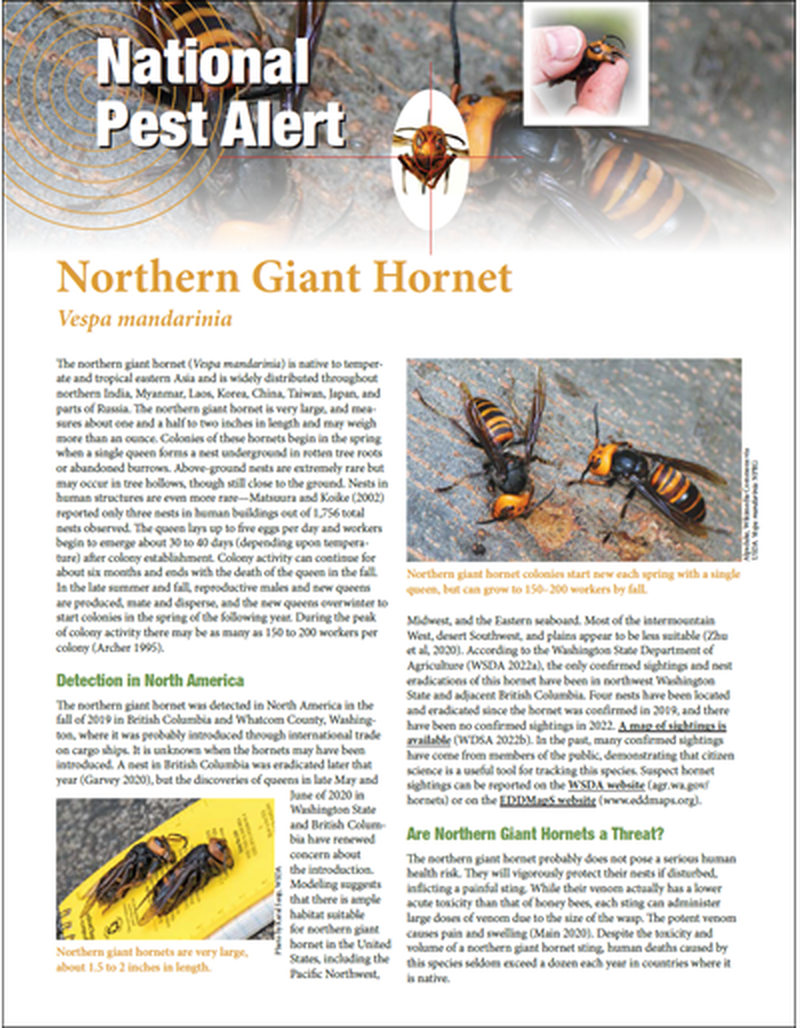 National Pest Alert - Northern Giant Hornet image number 0
