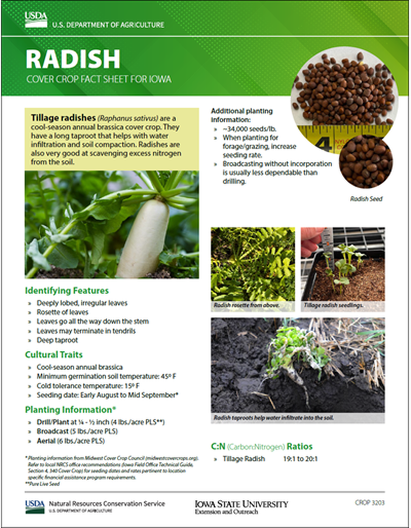 Radish: Cover Crop Fact Sheet for Iowa image number 0