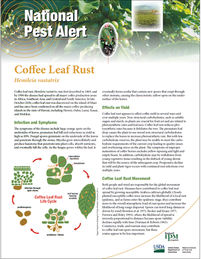 National Pest Alert - Coffee Leaf Rust image number 0