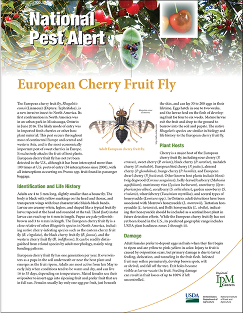 National Pest Alert - European Cherry Fruit Fly (Unit=50) image number 0