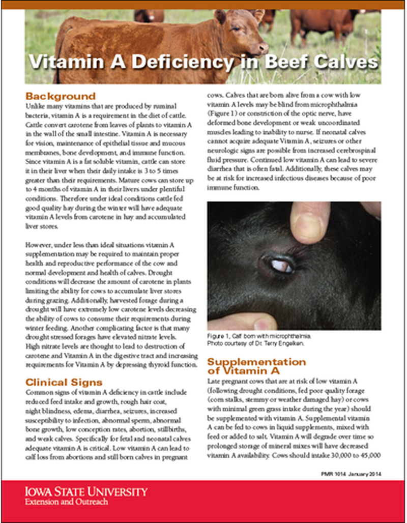 Vitamin A Deficiency in Beef Calves image number 0
