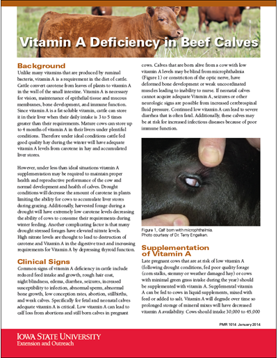 Vitamin A Deficiency in Beef Calves
