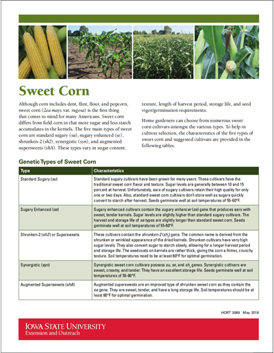Sweet Corn