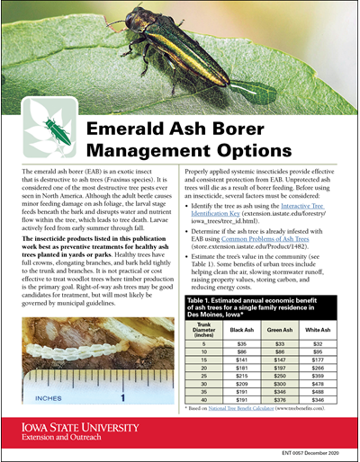 Emerald Ash Borer Management Options