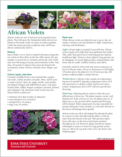 African Violets