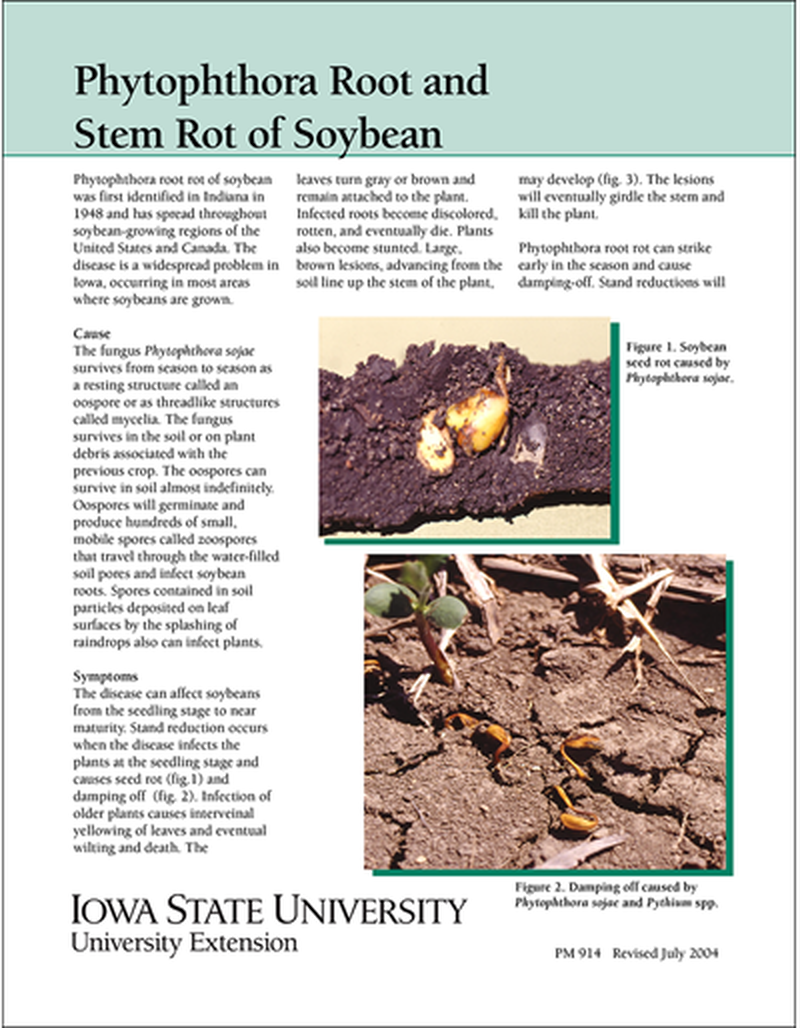 Phytophthora Root and Stem Rot of Soybean image number 0