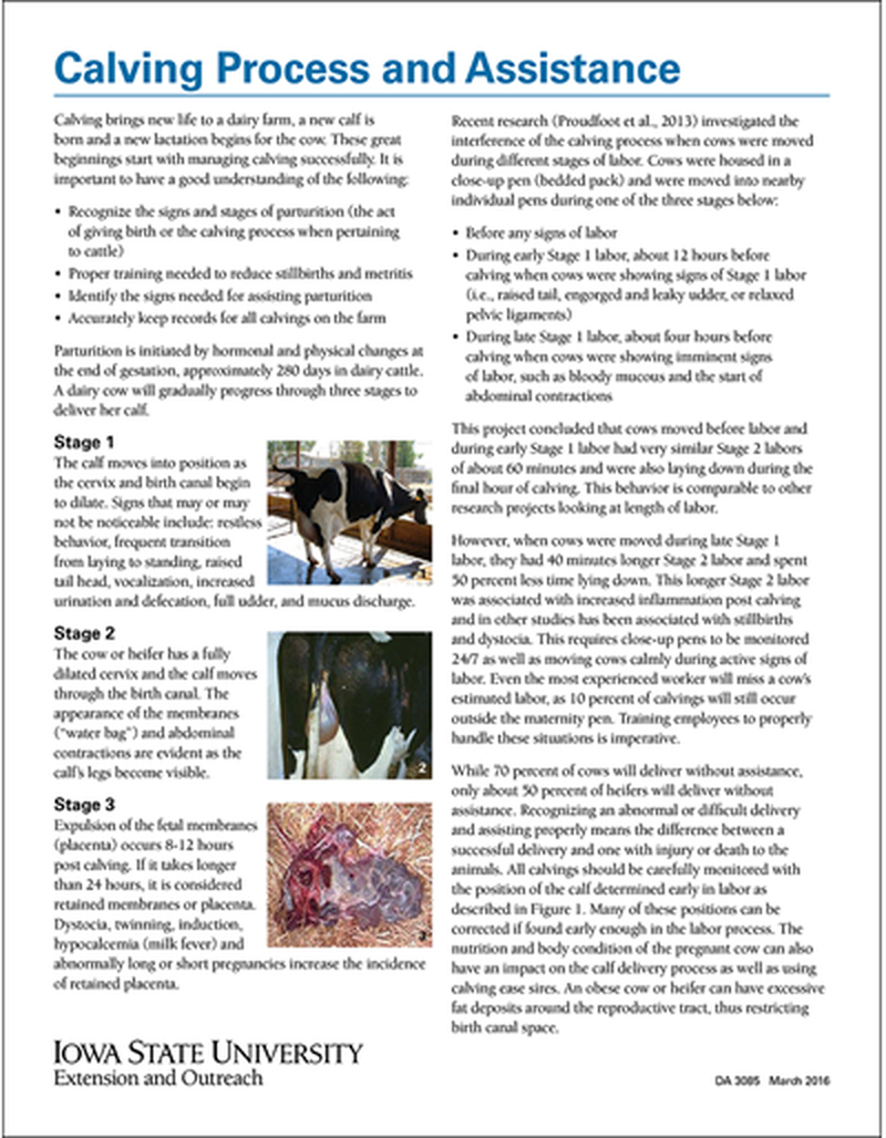 Calving Process and Assistance image number 0