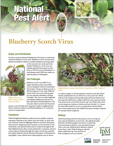 National Pest Alert - Blueberry Scorch Virus (Unit=50)