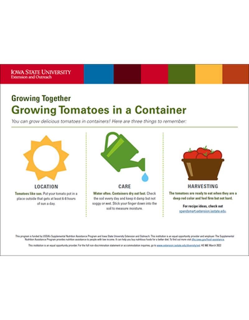 Growing Tomatoes in a Container image number 0