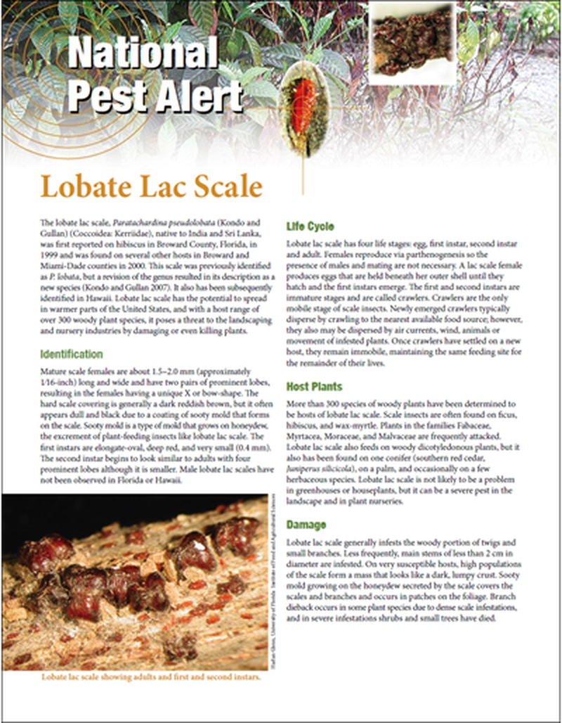 Regional Pest Alert - Lobate Lac Scale image number 0