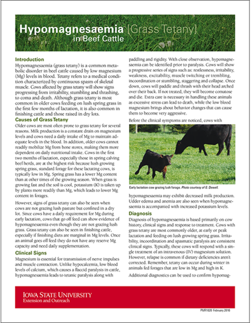 Hypomagnesaemia (Grass Tetany) in Beef Cattle image number 0