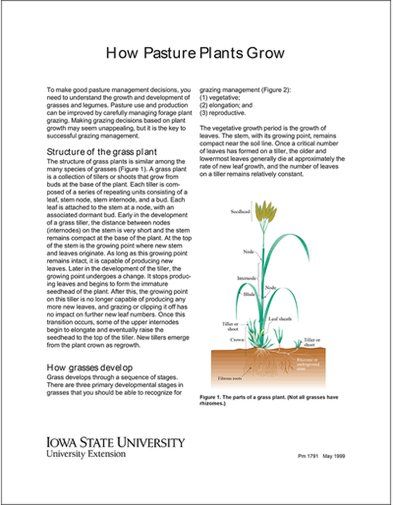 How Pasture Plants Grow image number 0
