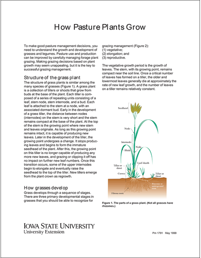 How Pasture Plants Grow