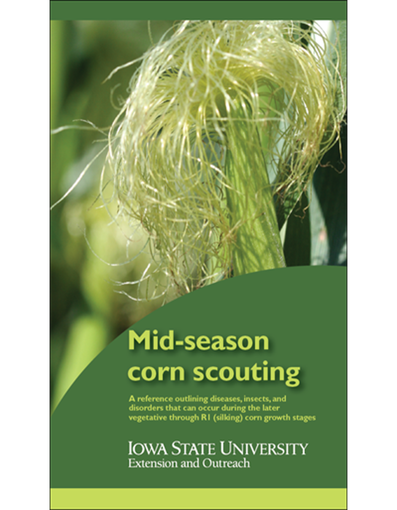 Mid-season Corn Scouting image number 0