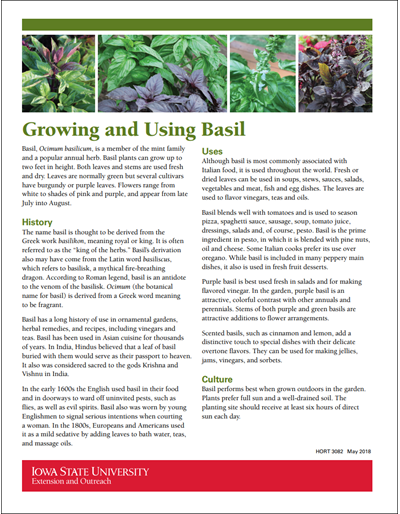 Growing and Using Basil