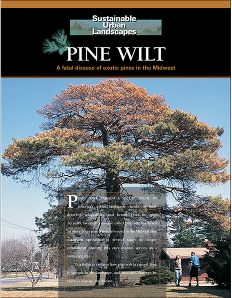 Pine Wilt: A Fatal Disease of Exotic Pines in the Midwest -- Sustainable Urban Landscapes image number 0