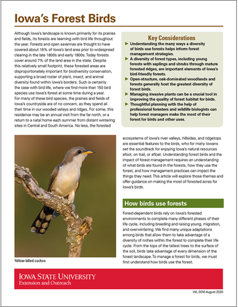 Iowa's Forest Birds image number 0