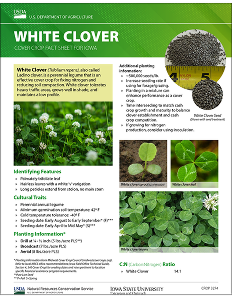 White Clover: Cover Crop Fact Sheet for Iowa image number 0