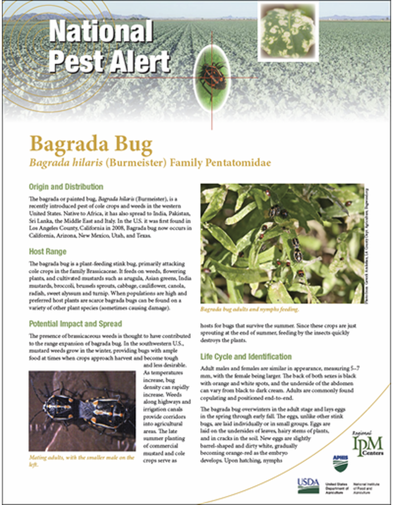 National Pest Alert - Bagrada Bug image number 0