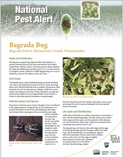 National Pest Alert - Bagrada Bug