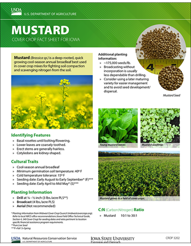 Mustard: Cover Crop Fact Sheet for Iowa image number 0
