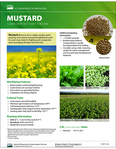 Mustard: Cover Crop Fact Sheet for Iowa