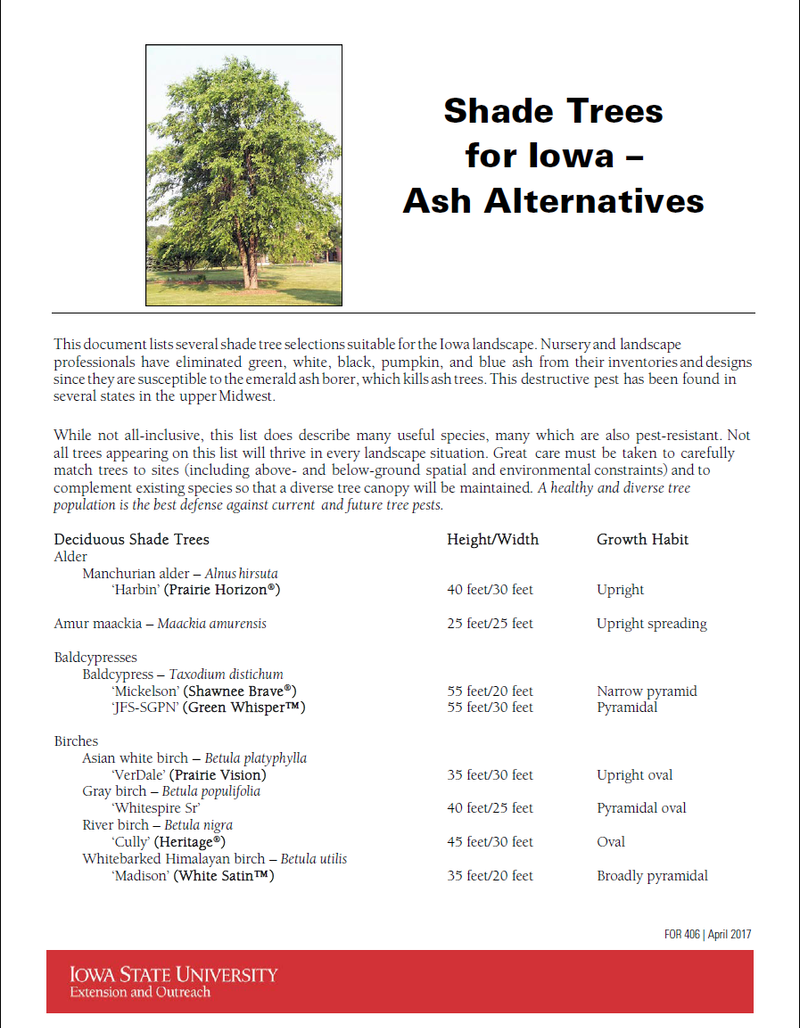 Shade Trees for Iowa - Ash Alternatives image number 0