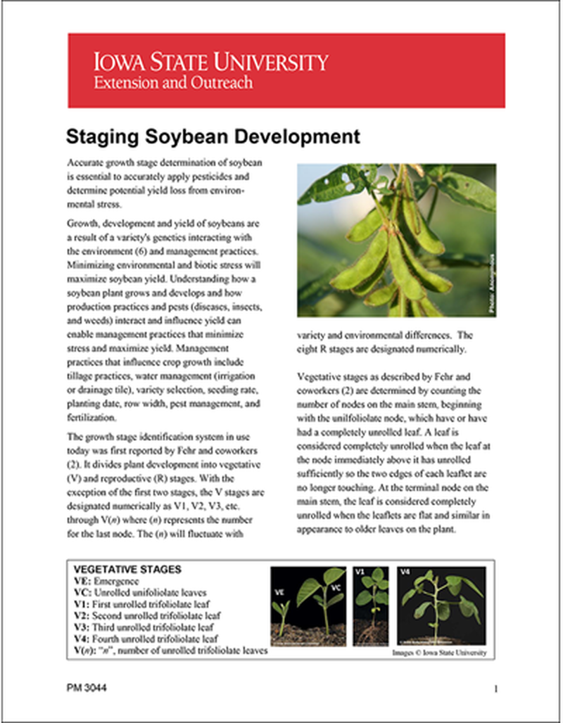 Staging Soybean Development image number 0