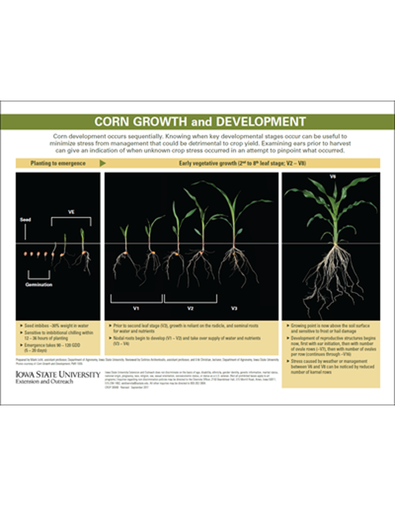 Corn Growth and Development - Key Growth Stages image number 0