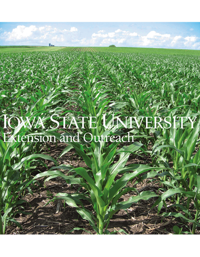 Field photograph of young corn (with sky) image number 0