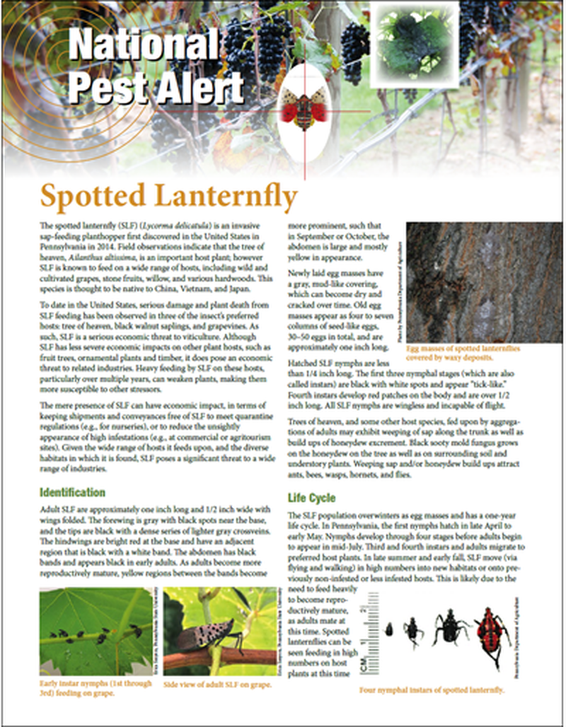 National Pest Alert - Spotted Lanternfly (Unit=50) image number 0
