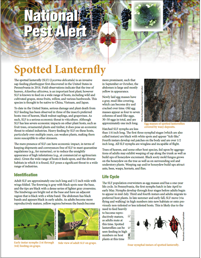 National Pest Alert - Spotted Lanternfly (Unit=50)