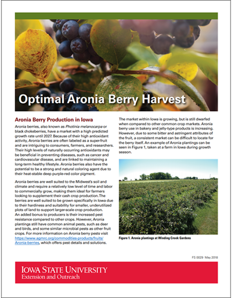 Optimal Aronia Berry Harvest image number 0