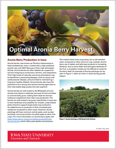 Optimal Aronia Berry Harvest