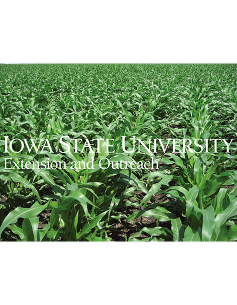 Field photograph of corn early-season (no sky showing) image number 0