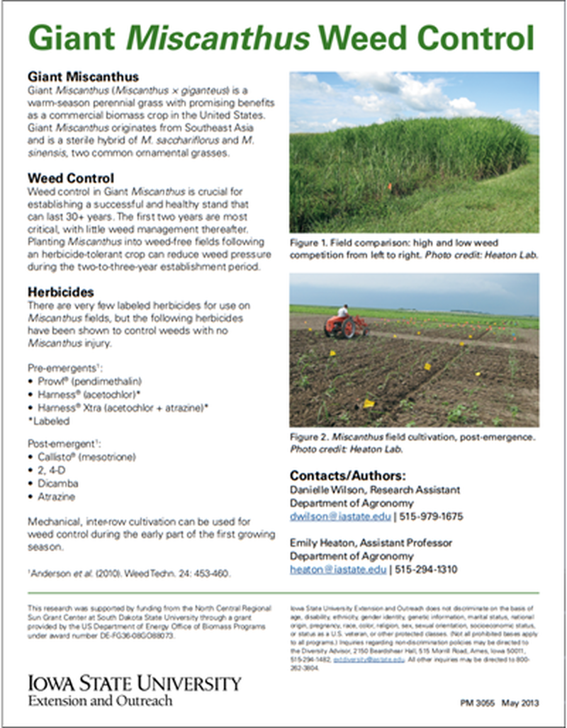 Giant Miscanthus Weed Control image number 0