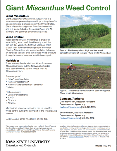 Giant Miscanthus Weed Control