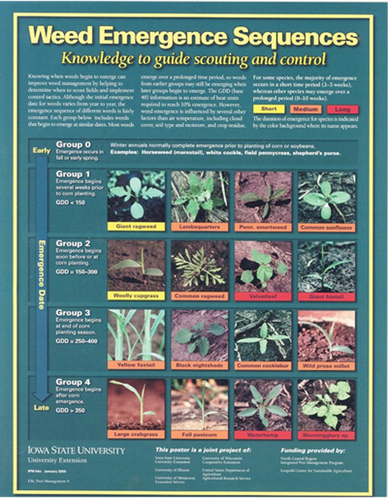 Weed Emergence Sequences: Knowledge to Guide Scouting and Control flyer image number 0