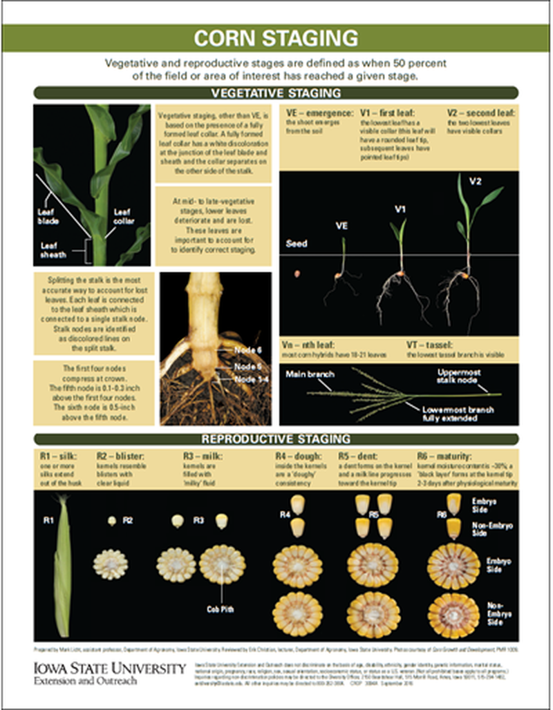 Corn Growth and Development - Corn Staging image number 0