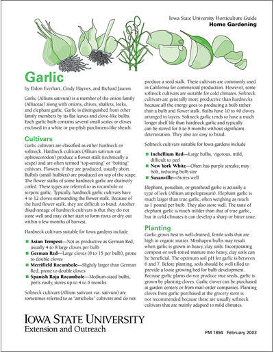 Garlic