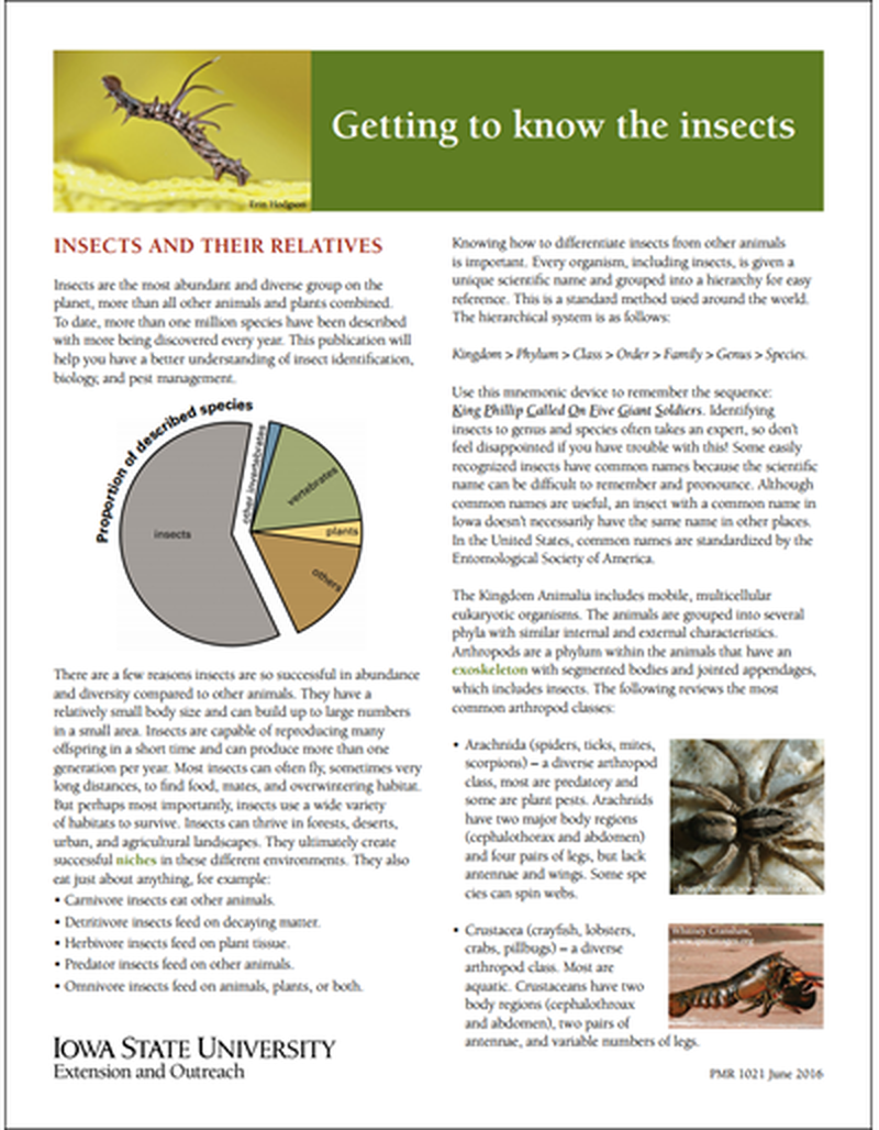 Getting to Know the Insects image number 0